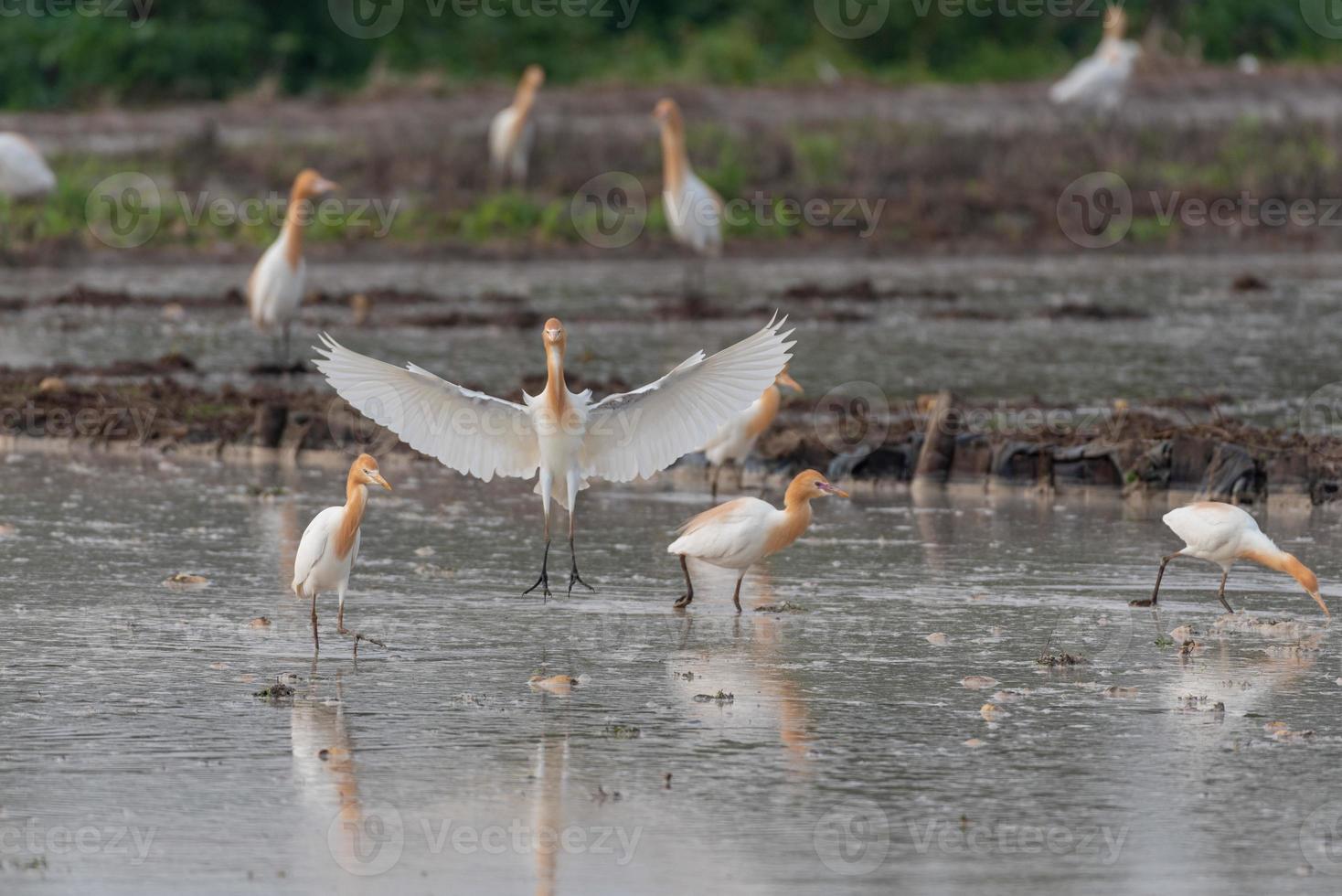 garças ficam nos campos para comer, descansar e voar foto