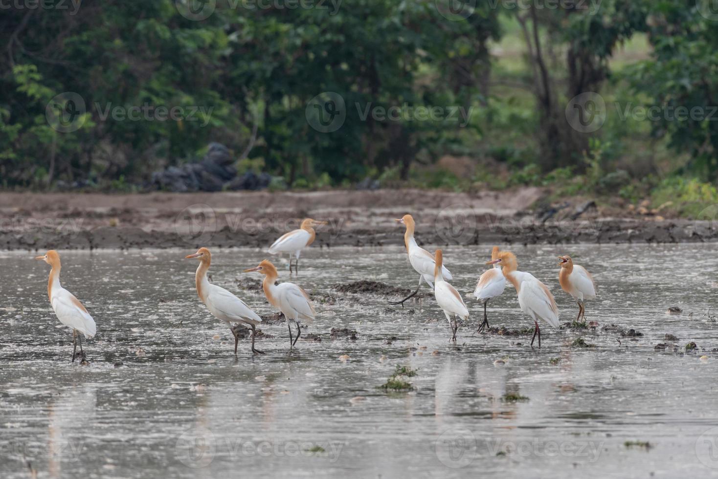 garças ficam nos campos para comer, descansar e voar foto