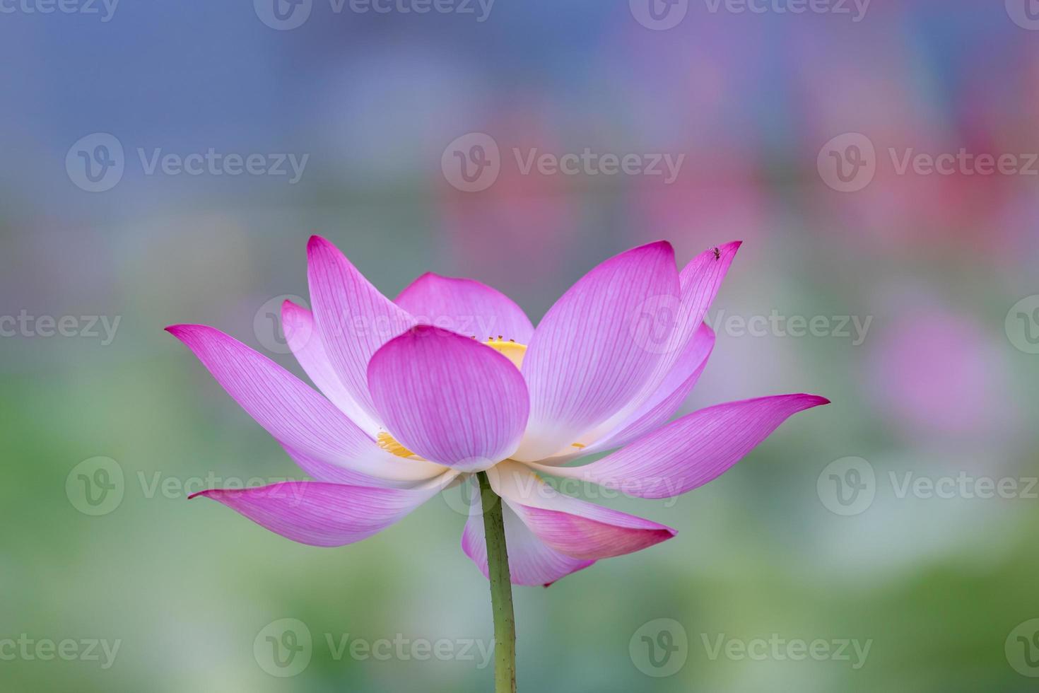 uma flor de lótus rosa em um fundo de folha de lótus verde foto