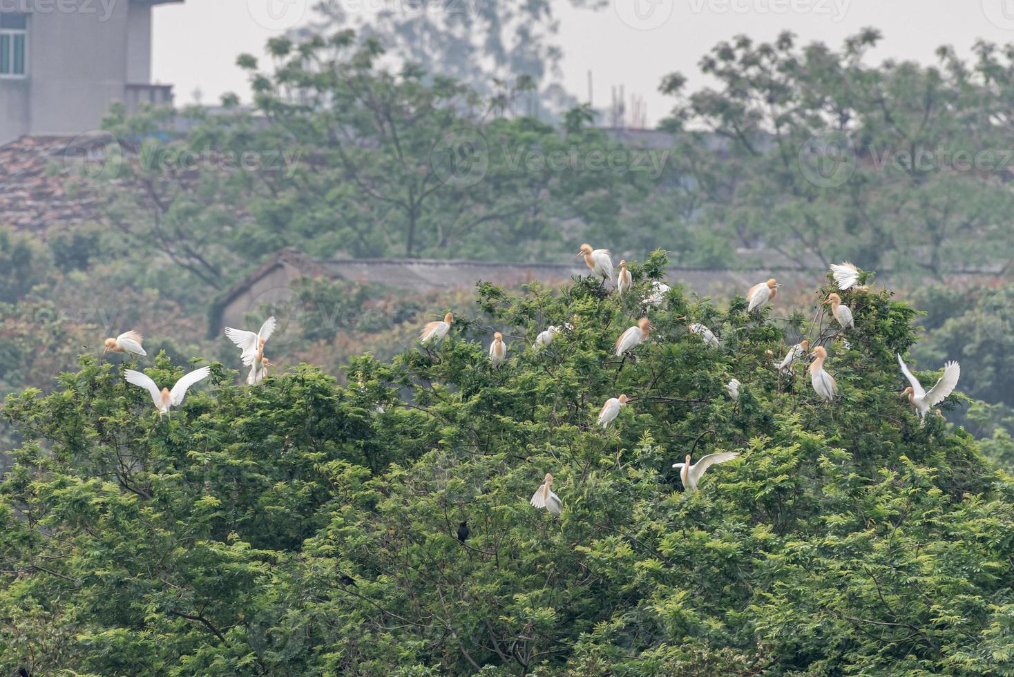 um rebanho de garças permanece em campos ou árvores foto