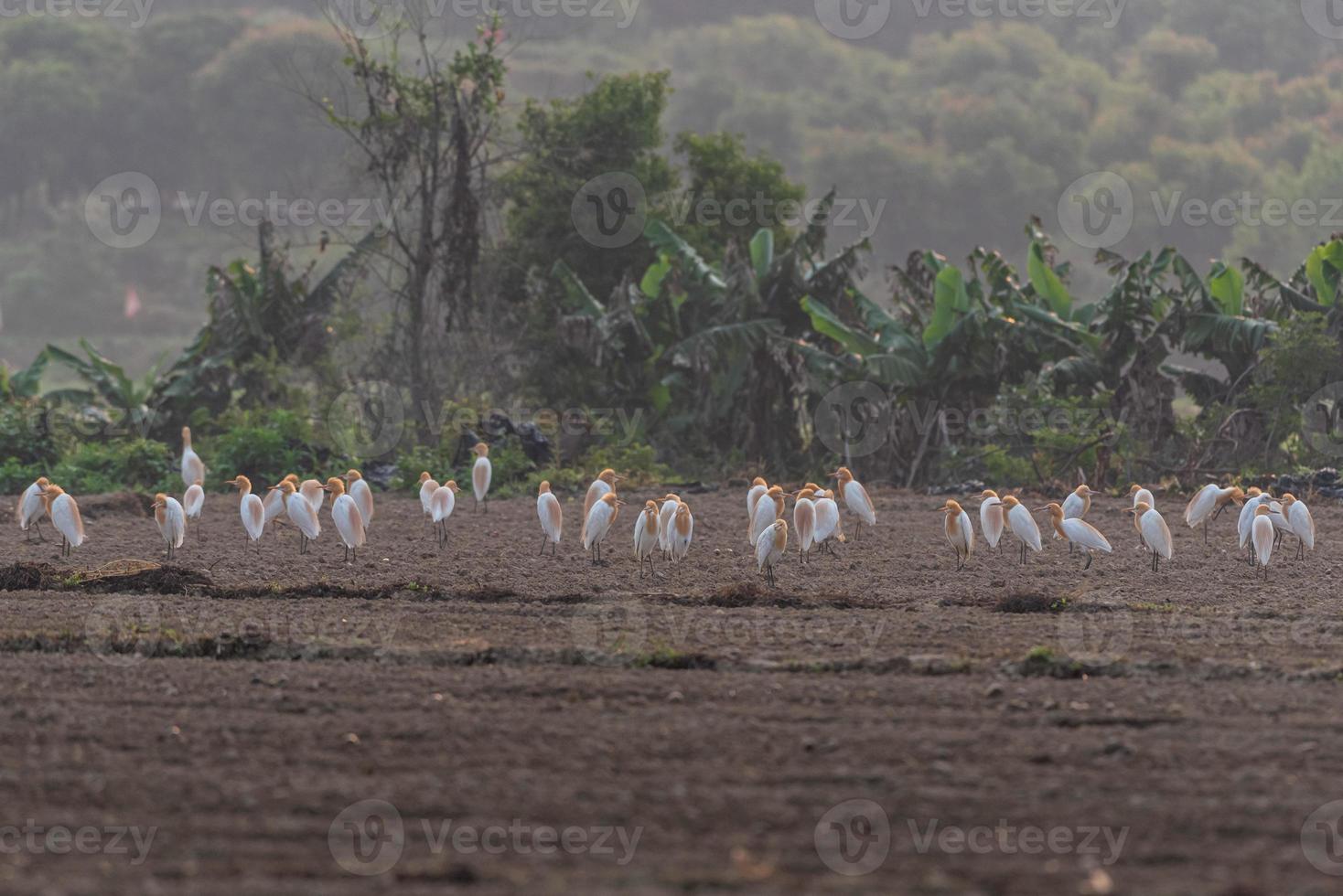 um rebanho de garças permanece em campos ou árvores foto