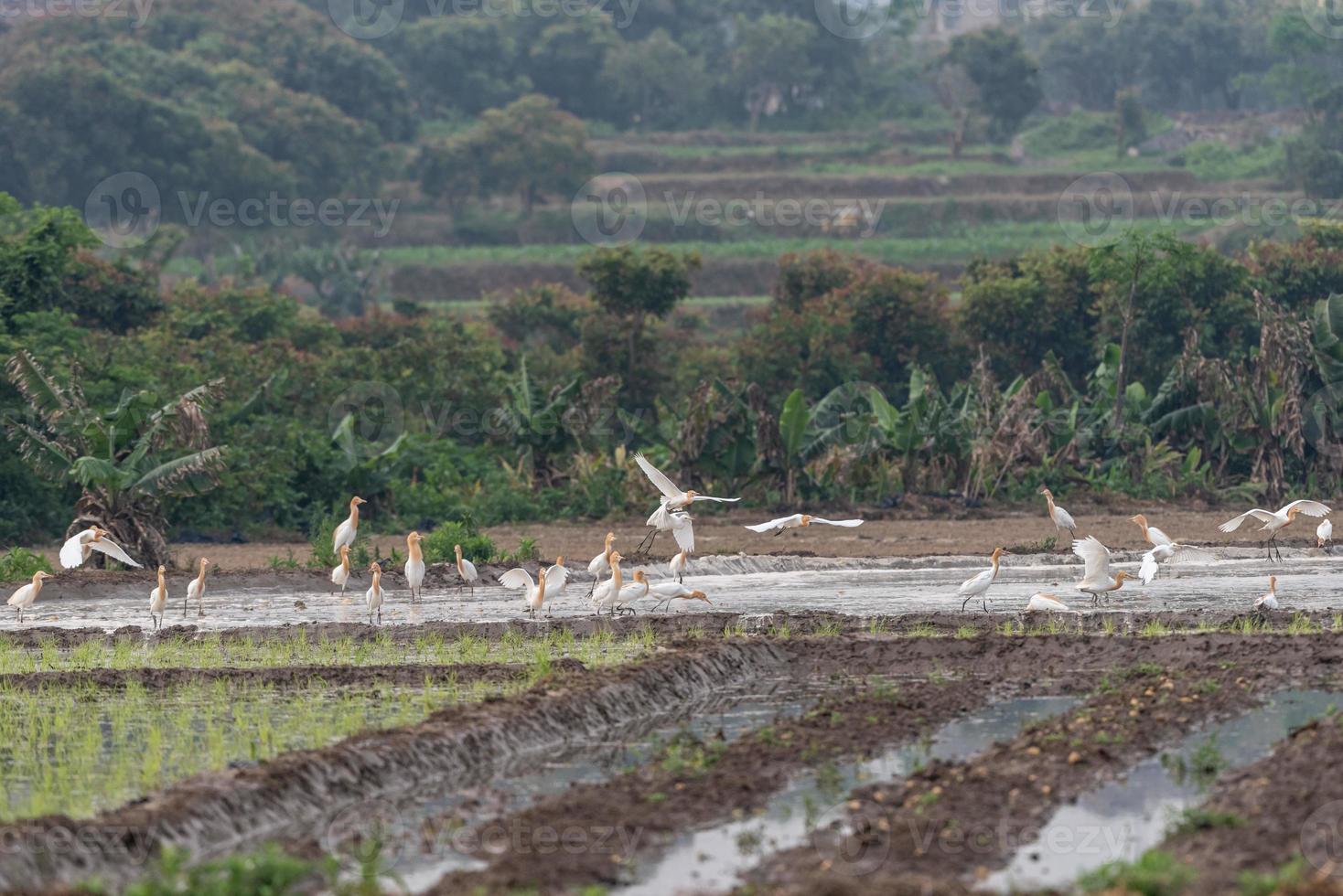 um rebanho de garças permanece em campos ou árvores foto