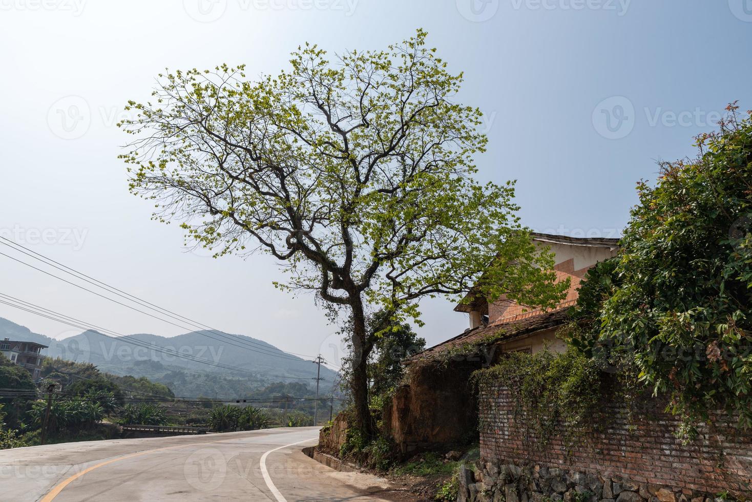 há uma árvore ao lado da casa na estrada foto