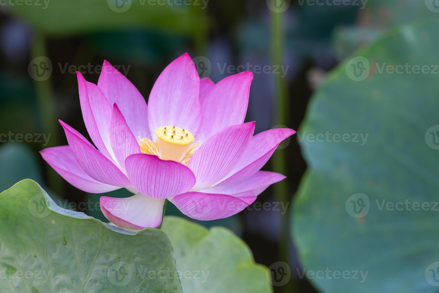 uma flor de lótus rosa em um fundo de folha de lótus verde foto