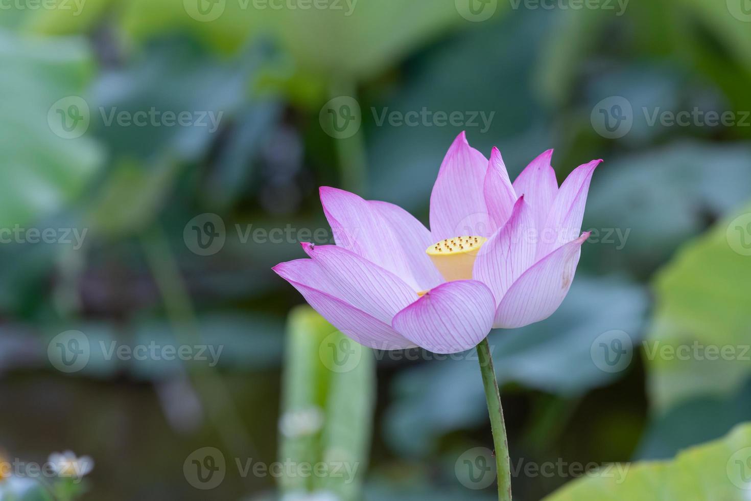 uma flor de lótus rosa em um fundo de folha de lótus verde foto
