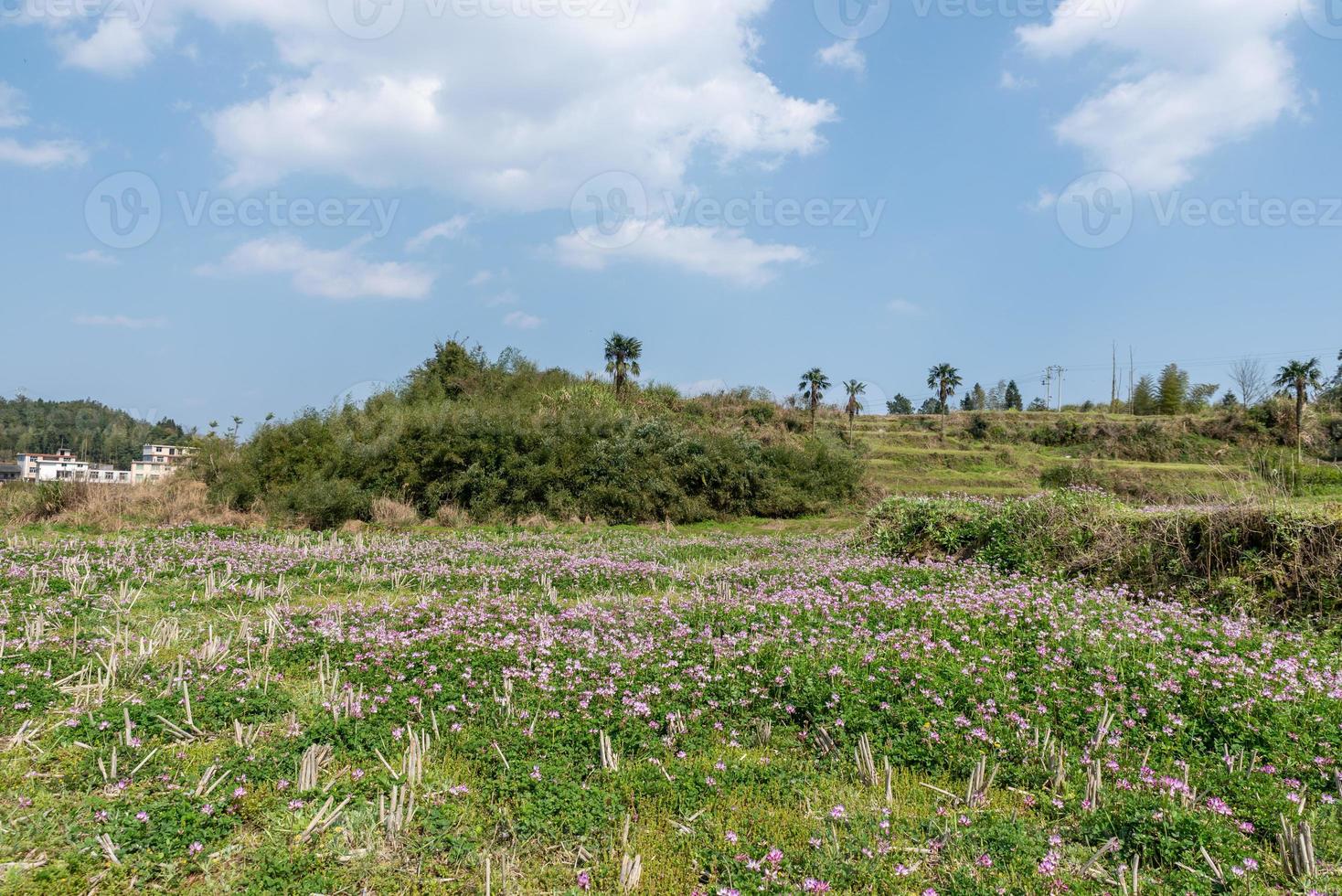 no campo, ervilhaca roxa está no campo foto