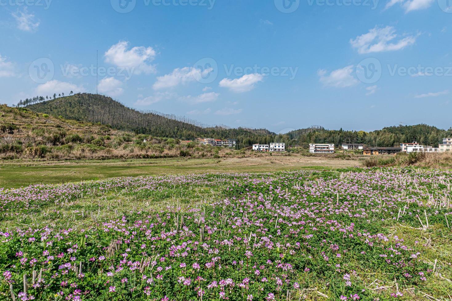 no campo, ervilhaca roxa está no campo foto