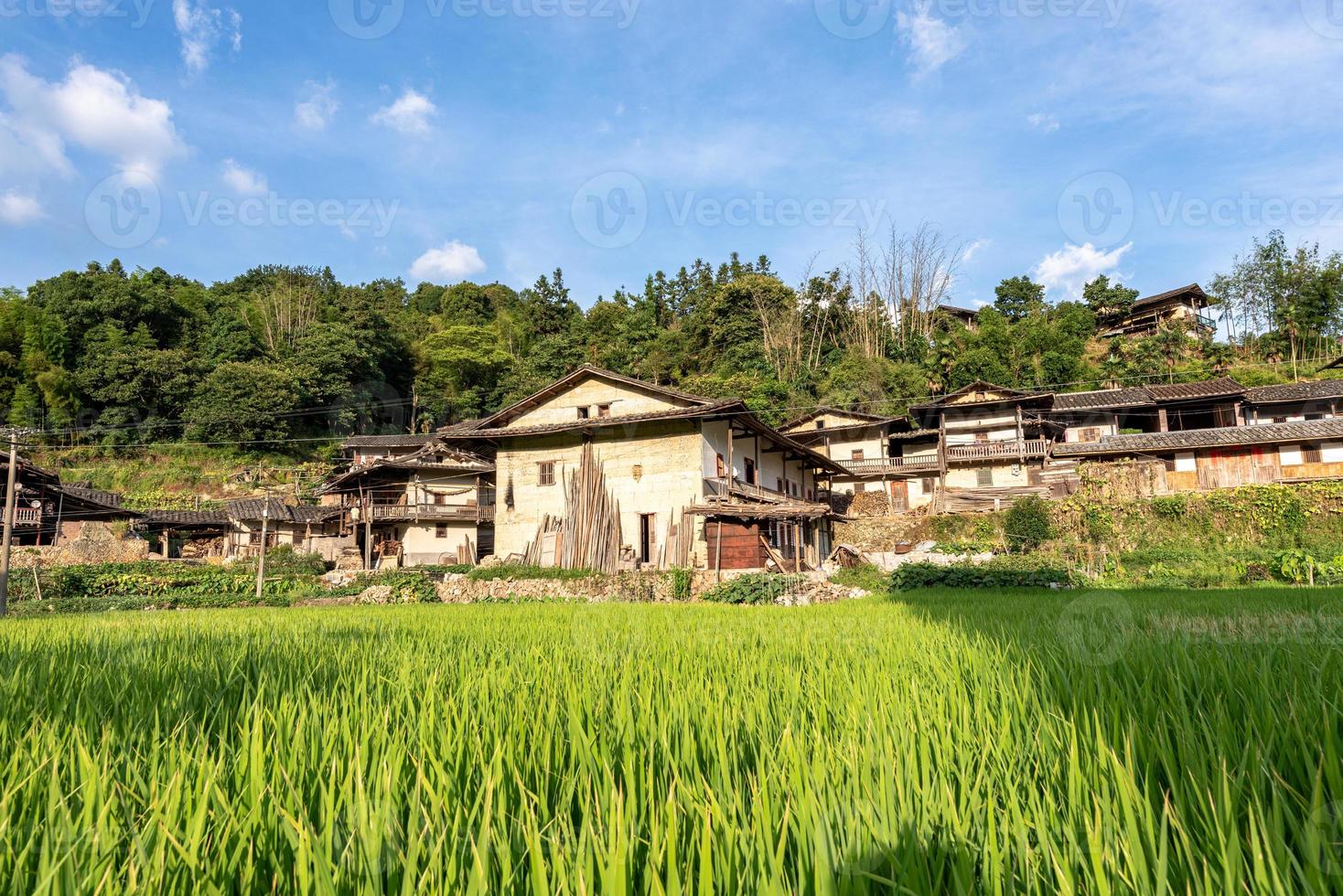 no verão, o arroz do arrozal no campo foto