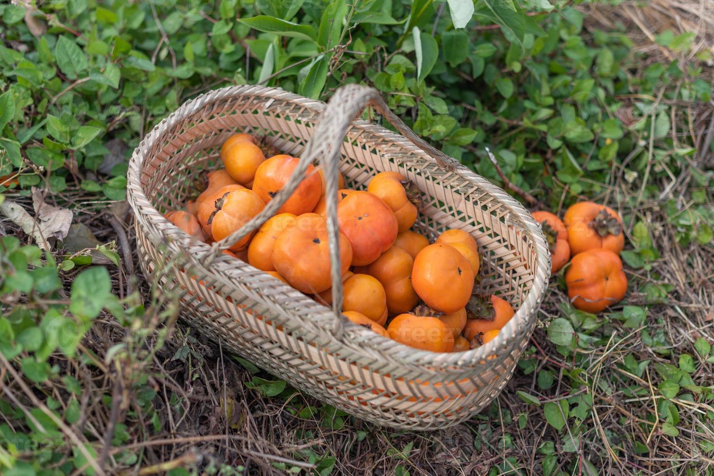 os caquis vermelhos na cesta na grama foto