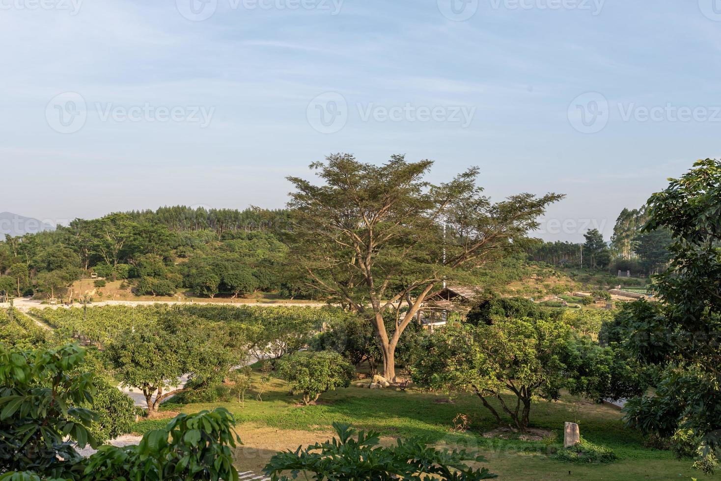 árvores altas com aparência estranha no parque foto