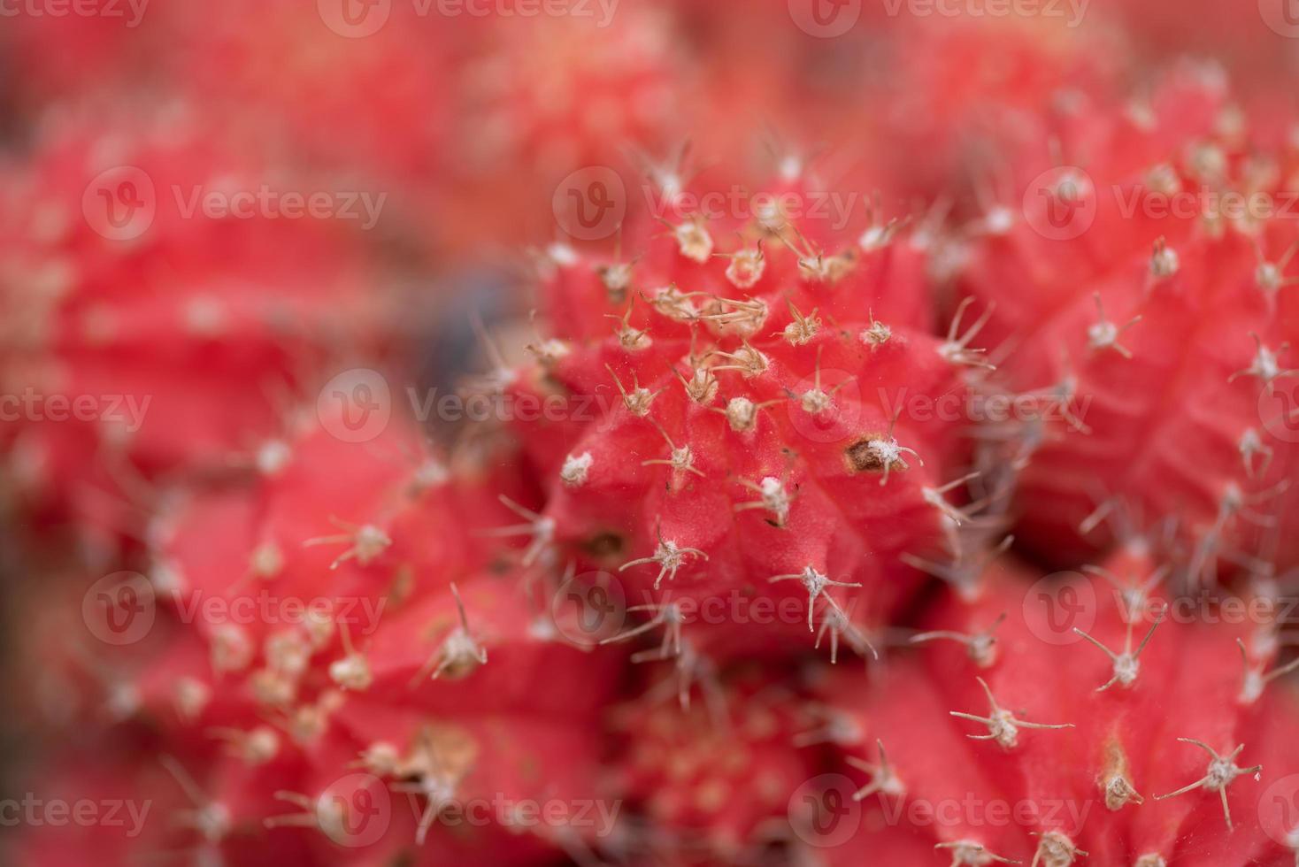 pequenas e adoráveis plantas suculentas de várias variedades foto