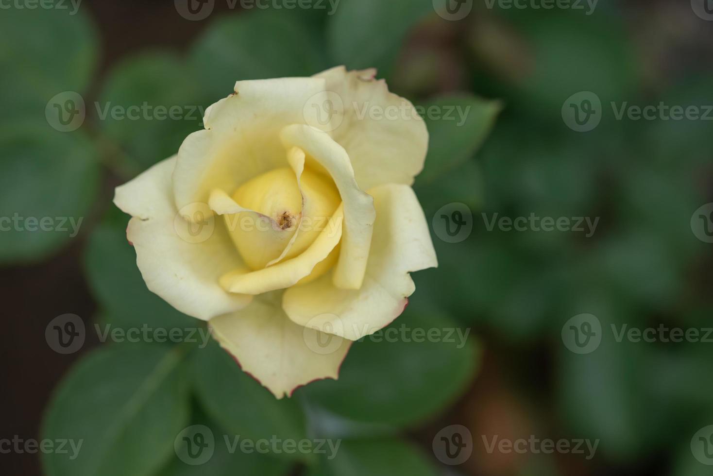 rosas amarelas em um fundo verde foto