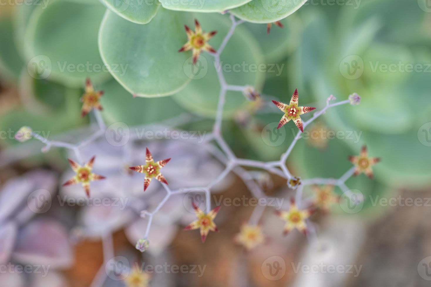 pequenas e adoráveis plantas suculentas de várias variedades foto
