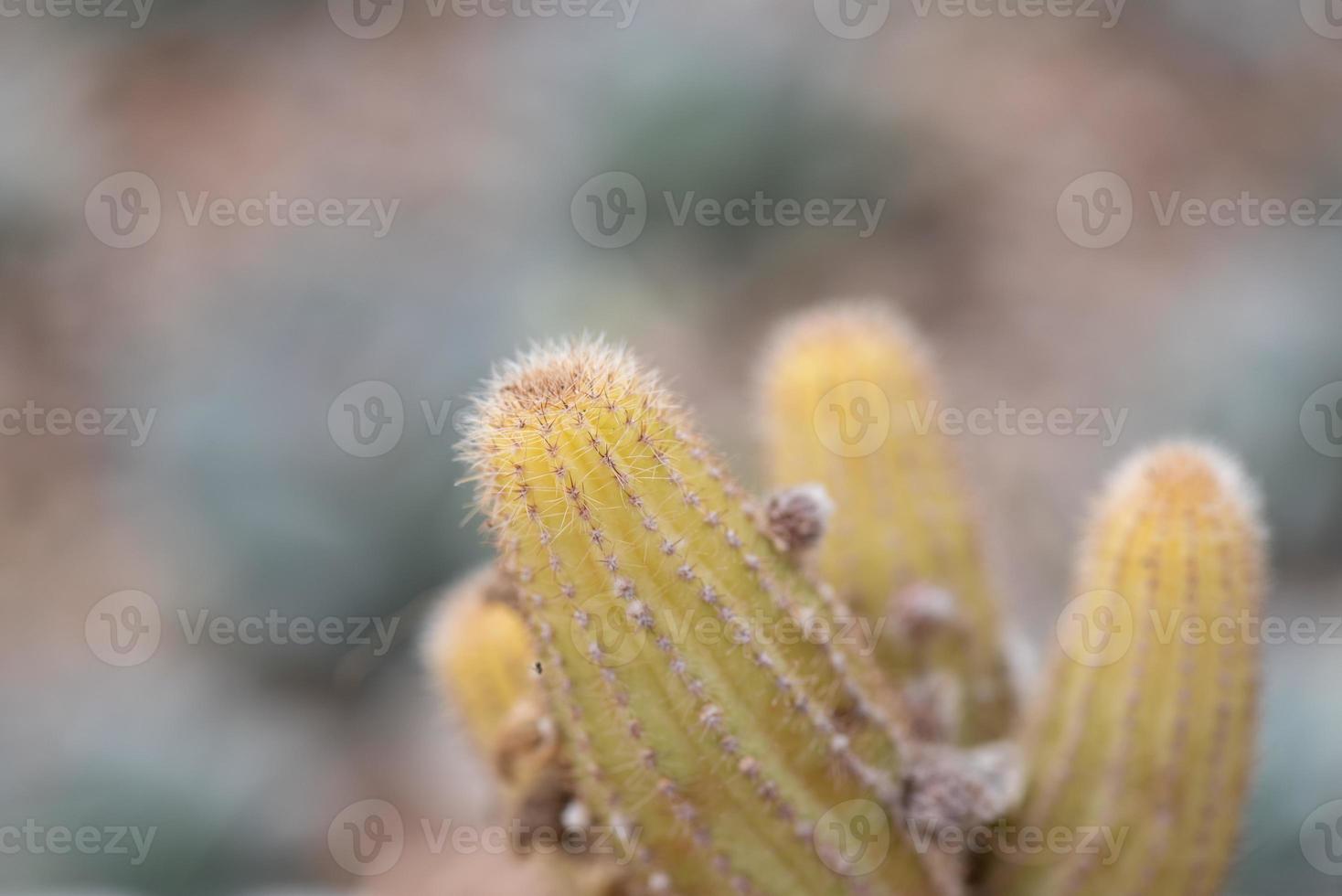 pequenas e adoráveis plantas suculentas de várias variedades foto