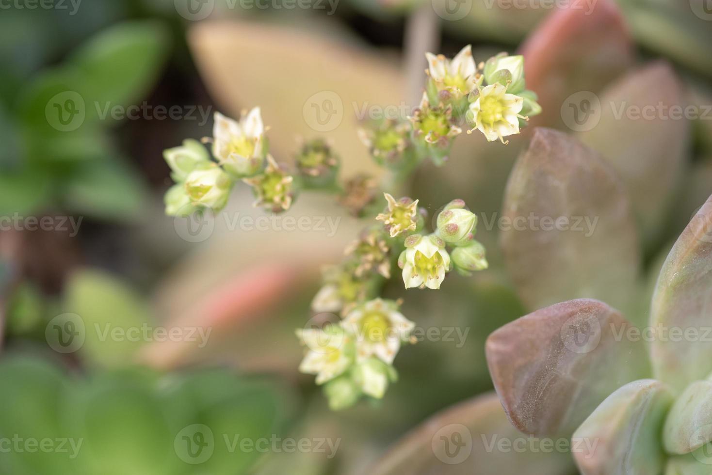 pequenas e adoráveis plantas suculentas de várias variedades foto