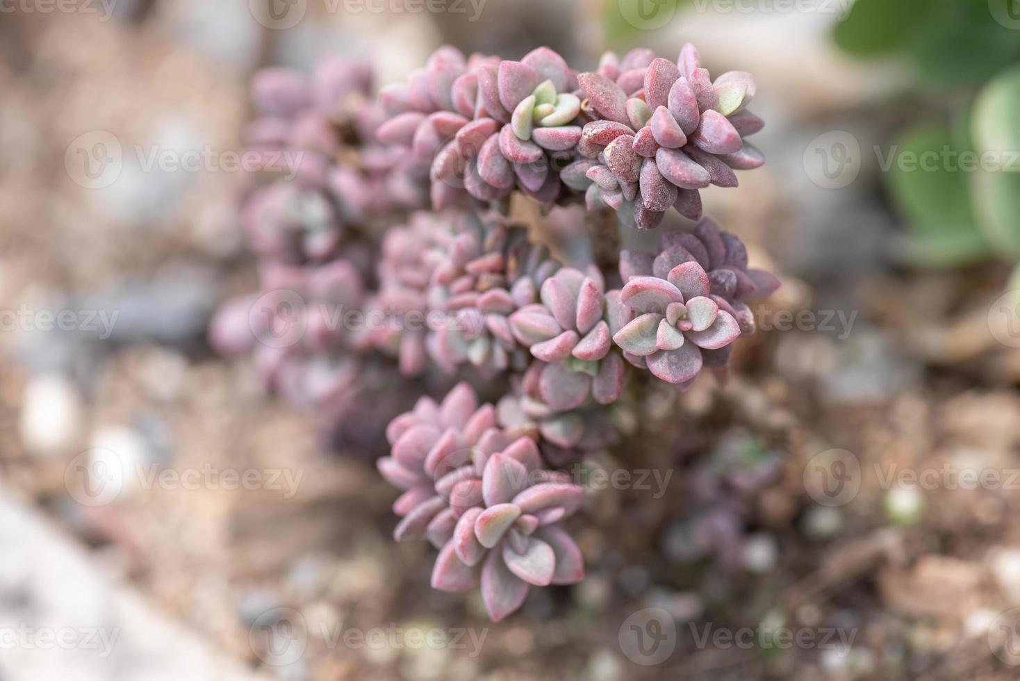 pequenas e adoráveis plantas suculentas de várias variedades foto