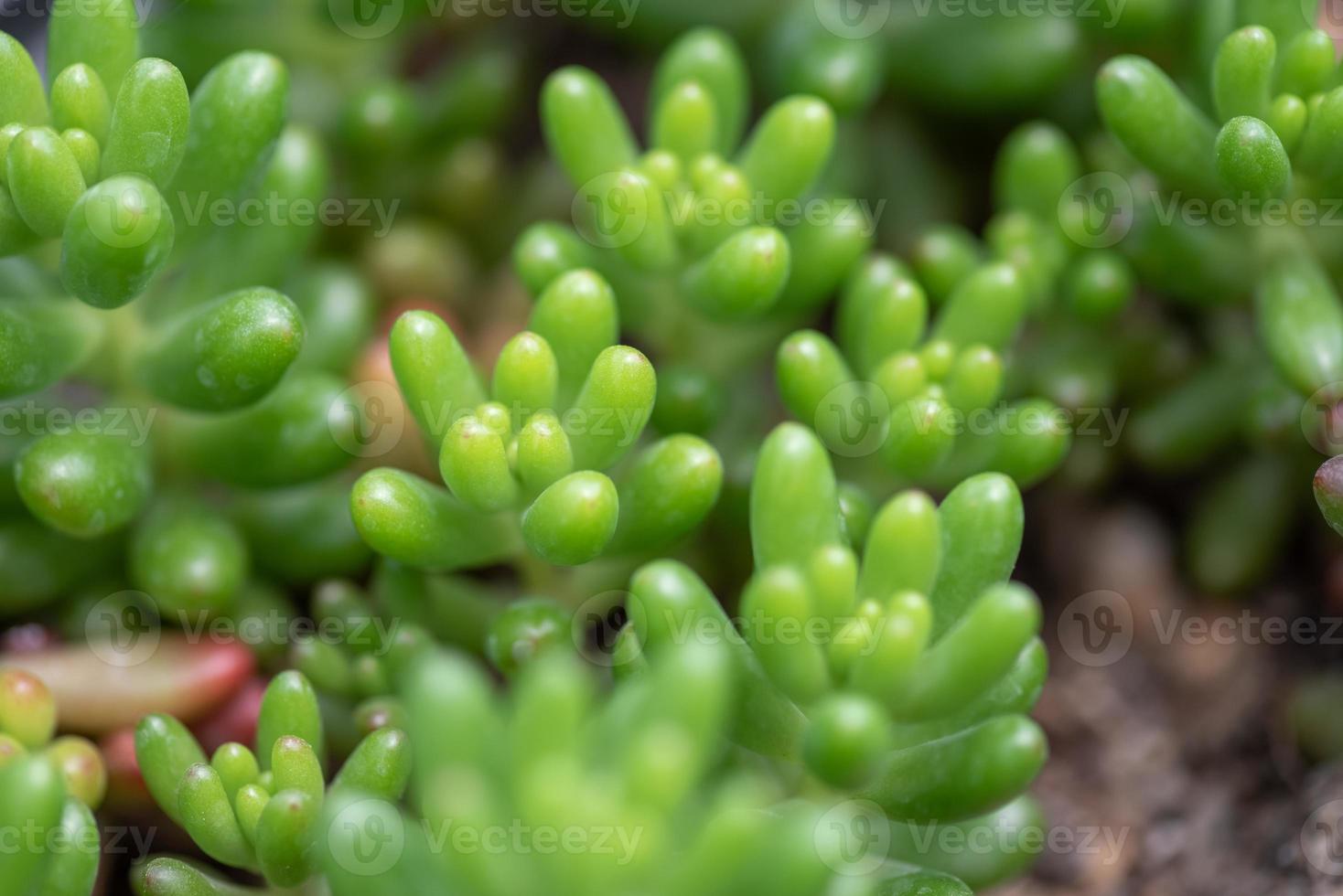 pequenas e adoráveis plantas suculentas de várias variedades foto