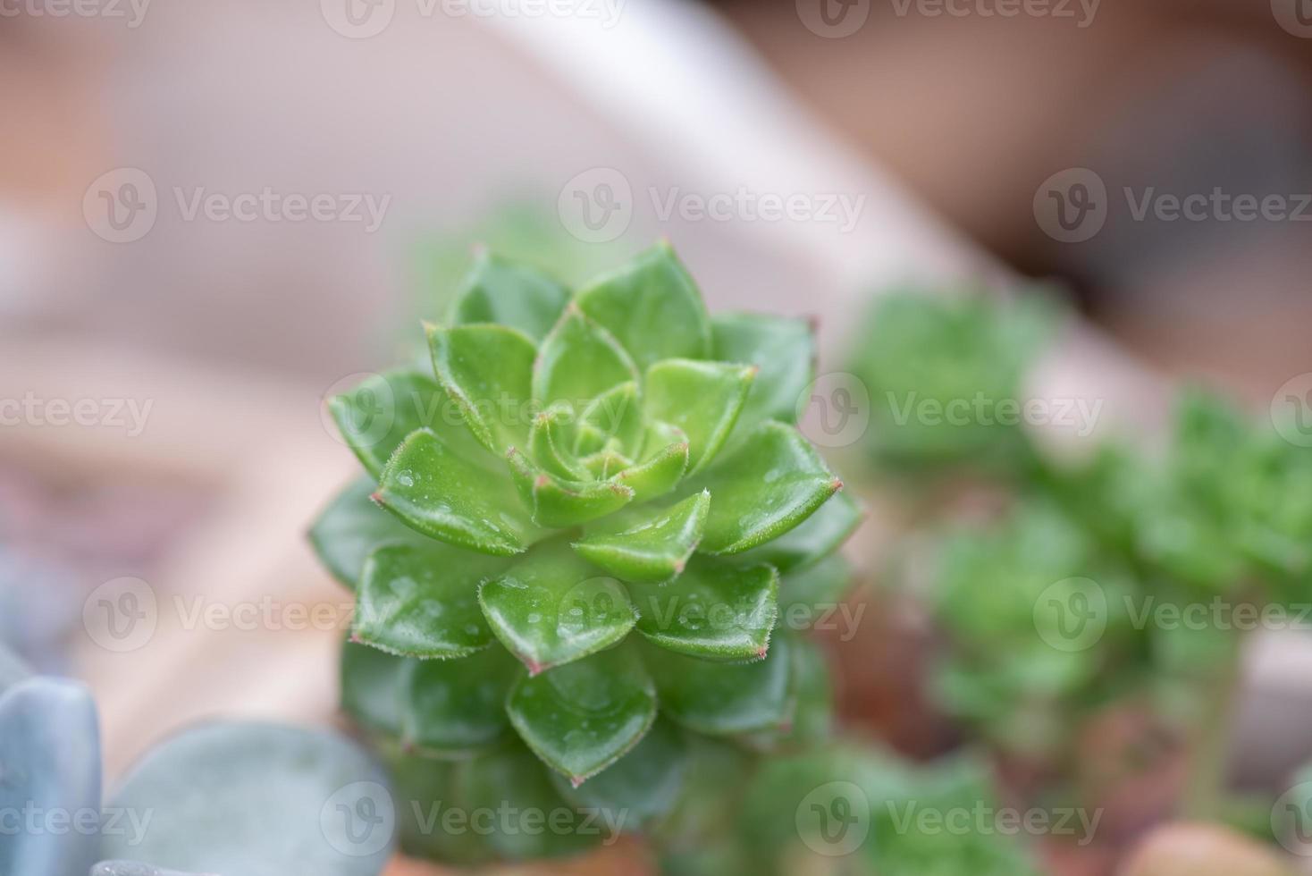 pequenas e adoráveis plantas suculentas de várias variedades foto