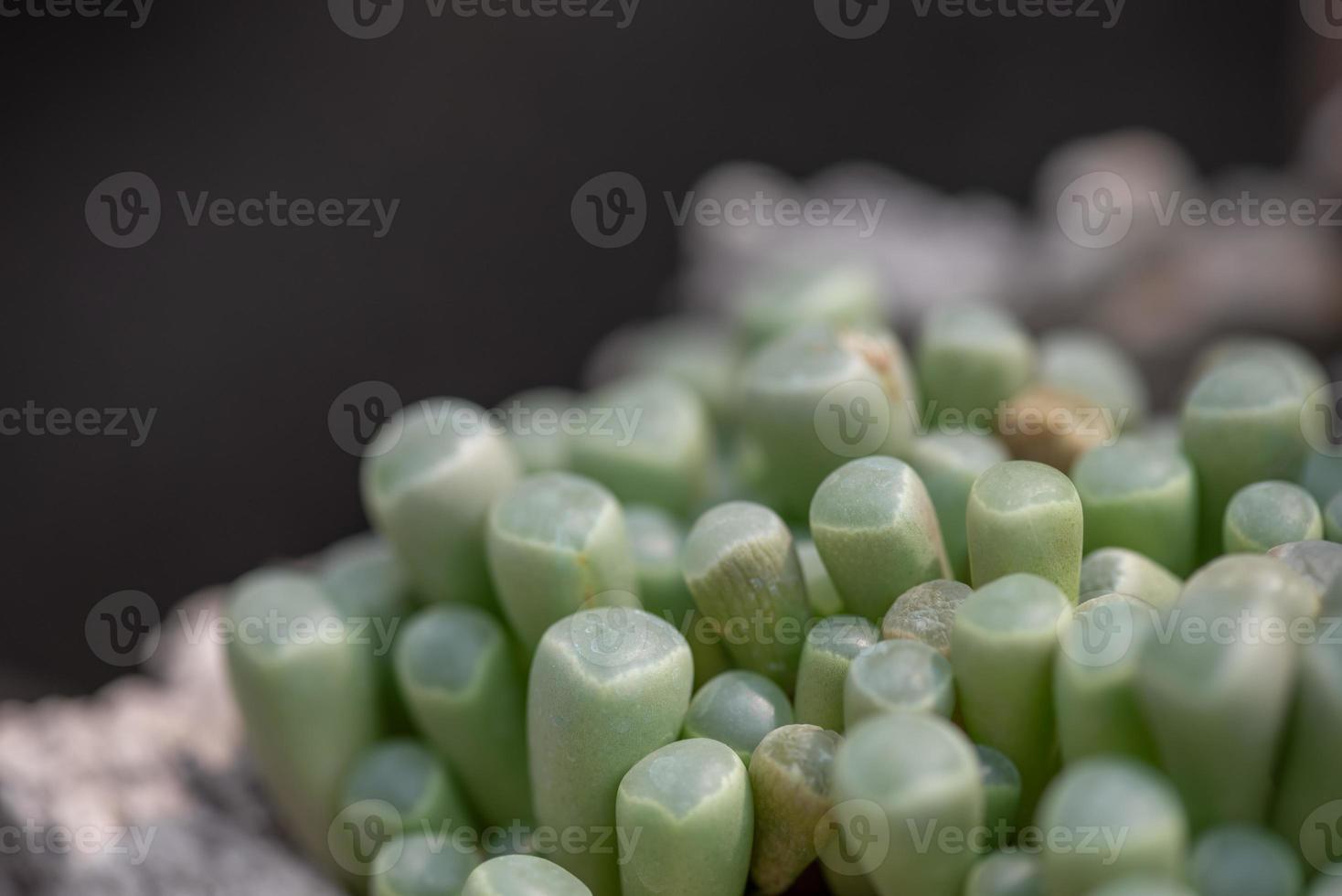 todos os tipos de pequenas e adoráveis plantas suculentas foto