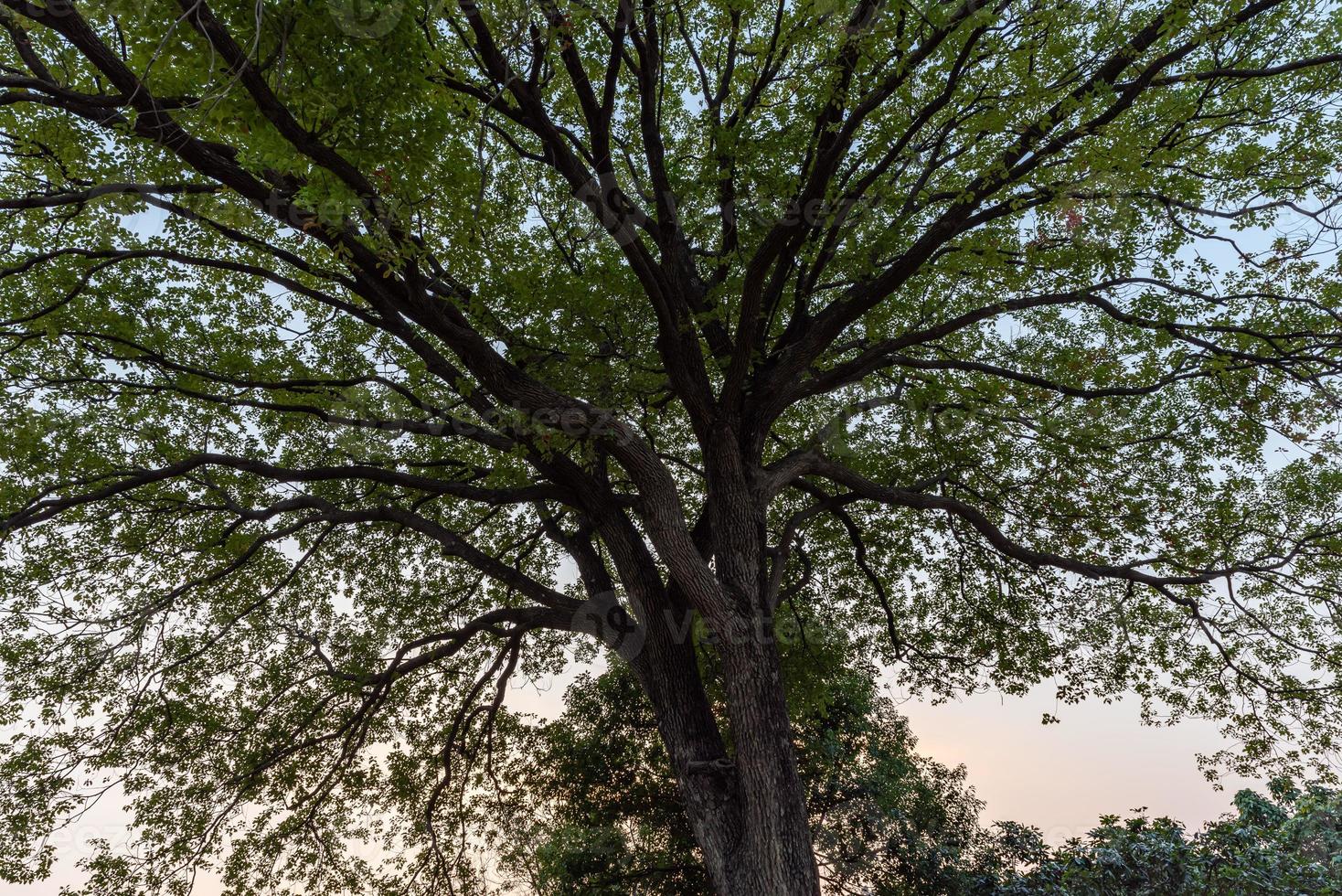 árvores altas com aparência estranha no parque foto