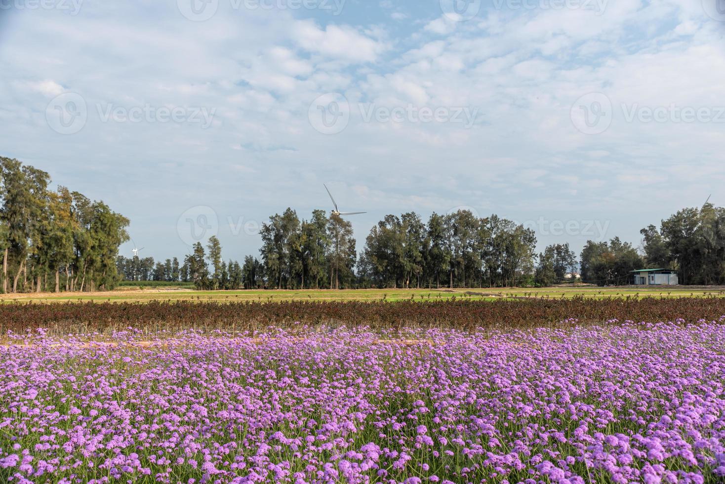 os campos são cobertos com verbena roxa e turbinas eólicas foto