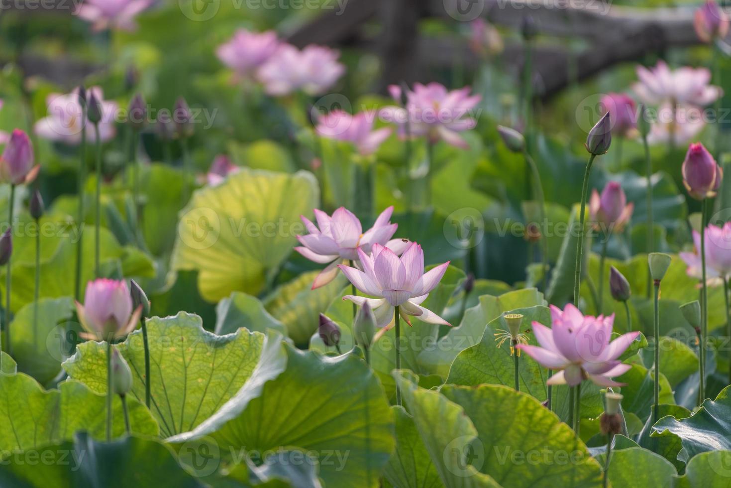 lótus rosa e folhas de lótus verdes no lago de lótus na zona rural foto