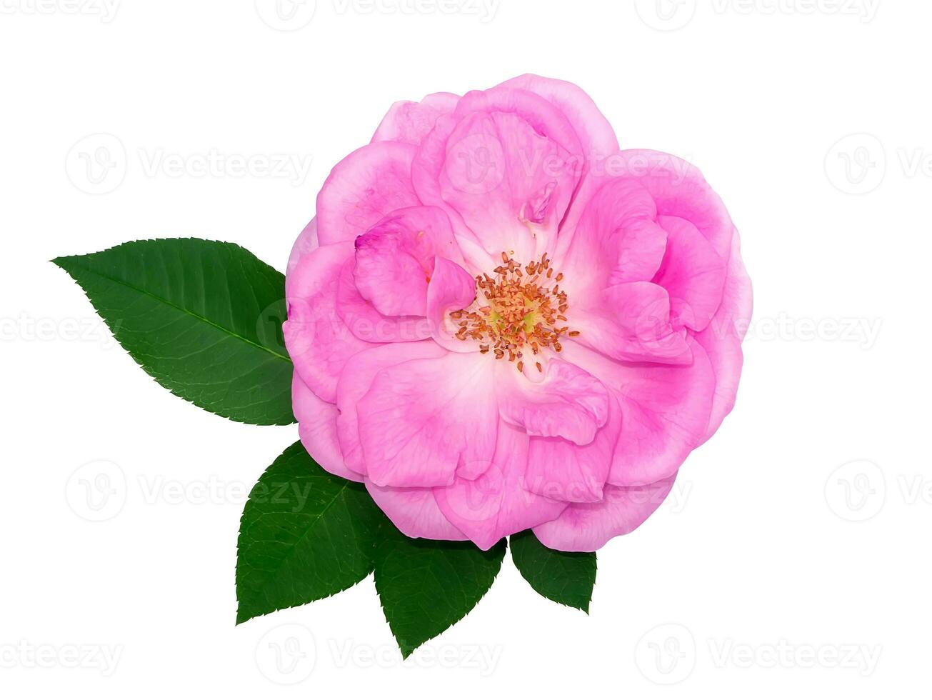 fechar acima Rosa rosa flor em branco fundo. foto