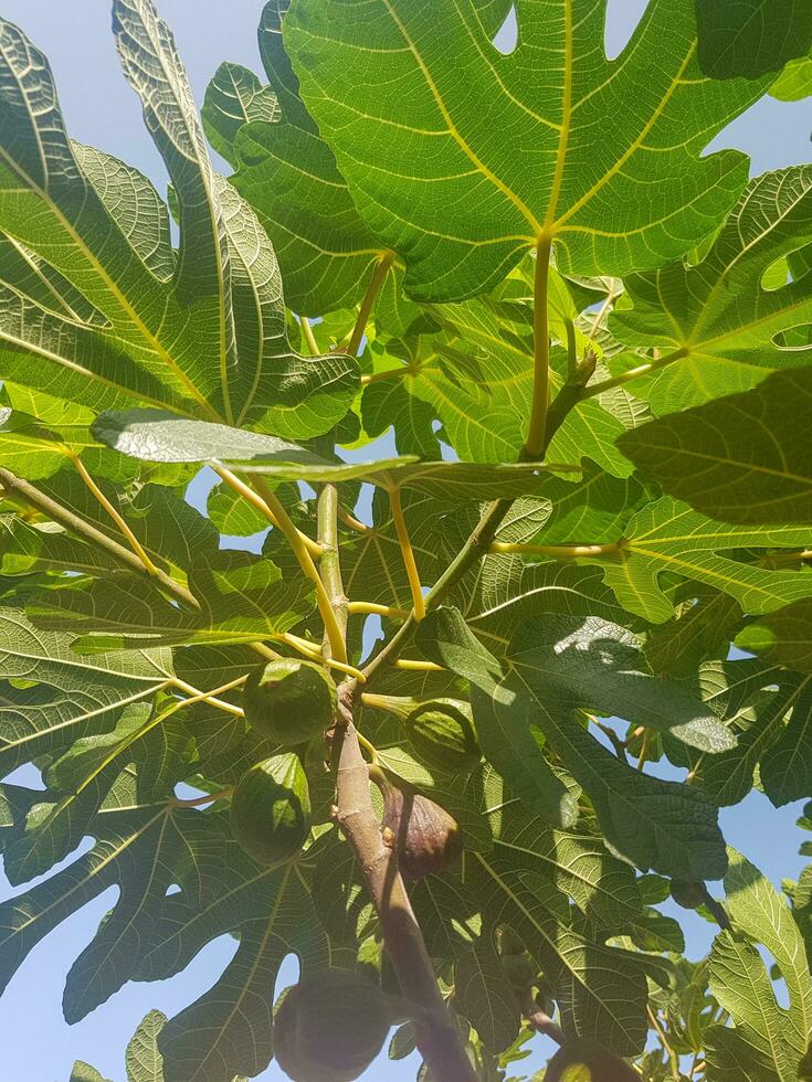 uma frondoso FIG árvore ramo com luz solar espumante em a folhas foto