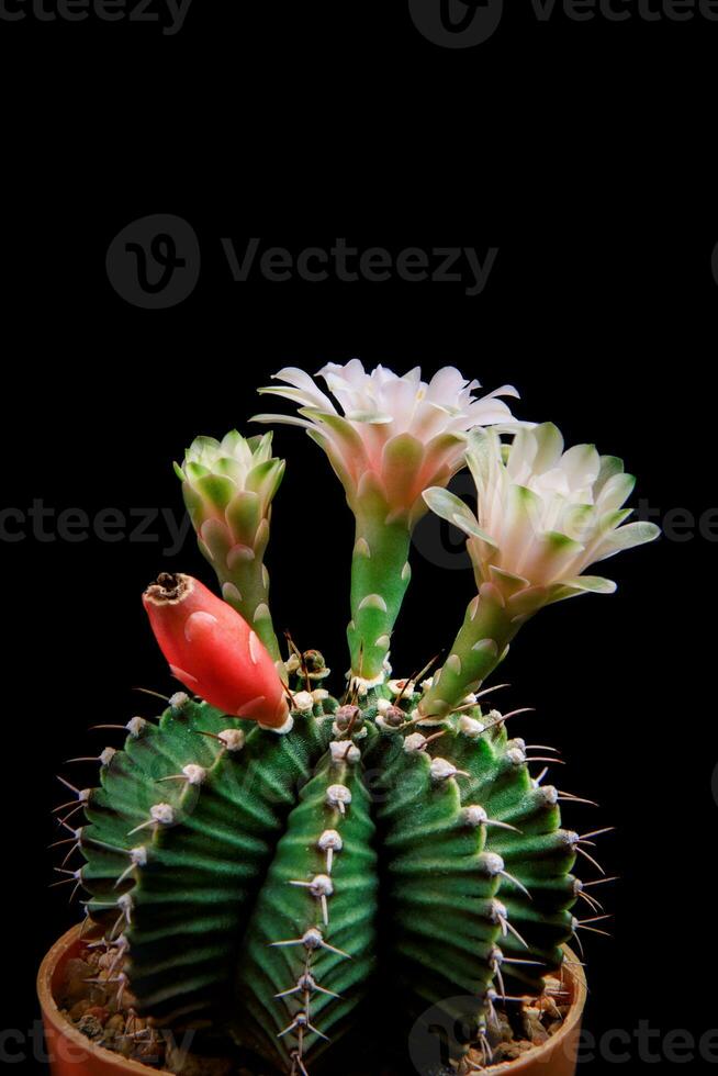 gymnocalycium mahanovichi com flor florescendo contra Sombrio fundo foto