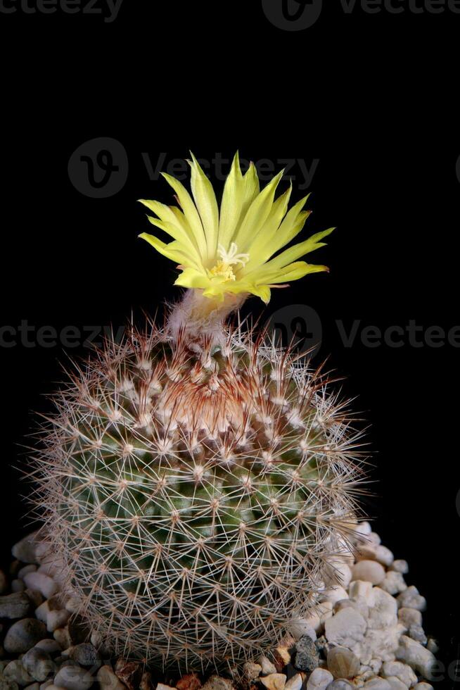 amarelo flor do mamillaria cacto florescendo foto