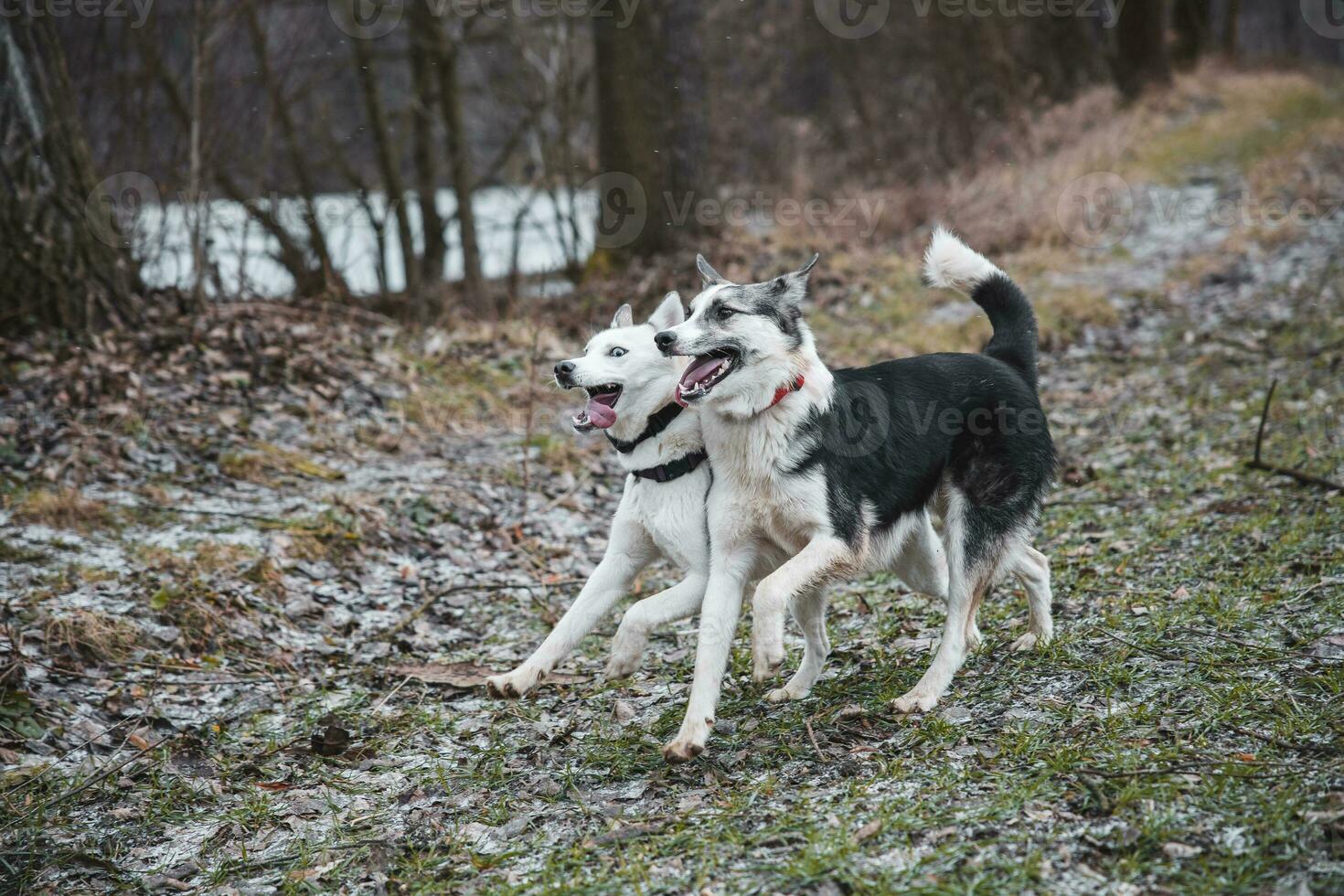 dois siberian rouco irmãos corrida ao longo uma floresta caminho. competitivo cachorros corrida uma corrida. Ostrava, tcheco república, central Europa foto