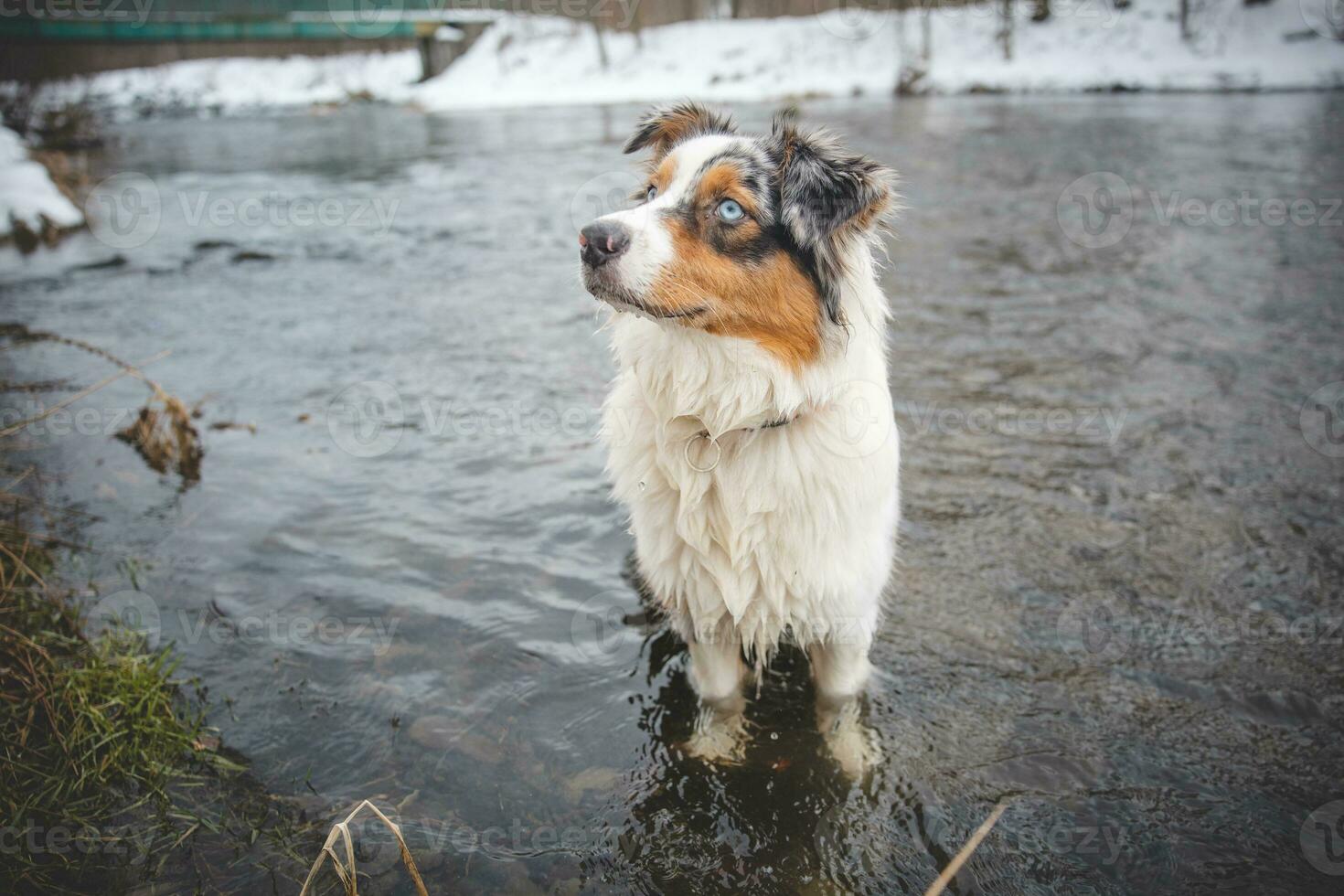 retrato do australiano pastor cachorro tomando banho dentro água dentro beskydy montanhas, tcheco república. desfrutando a água e olhando para dele mestre foto