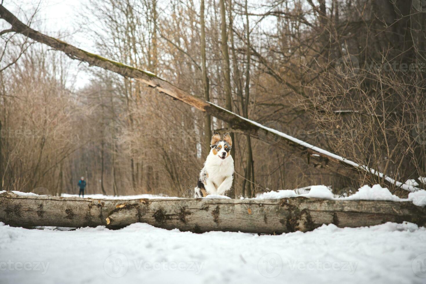 puro felicidade do a australiano pastor cachorro pulando sobre uma caído árvore dentro uma Nevado floresta durante dezembro dentro a tcheco república. fechar-se do uma cachorro pulando foto