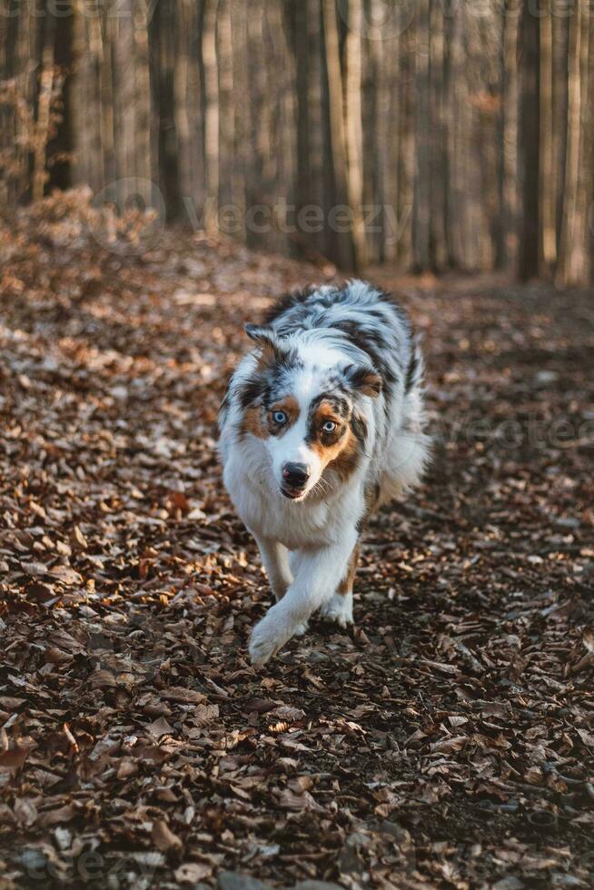 retrato do australiano pastor cachorro corrida dentro a floresta com sorridente e degola Fora língua dentro beskydy montanhas, tcheco república. alegria do movimento foto