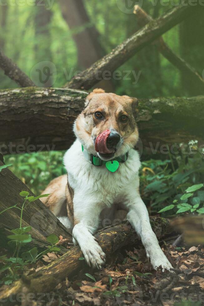 retrato do uma branco e Castanho cachorro com uma triste expressão dentro uma bosque coberto com floração Urso alho. engraçado Visualizações do quadrúpede animais de estimação foto