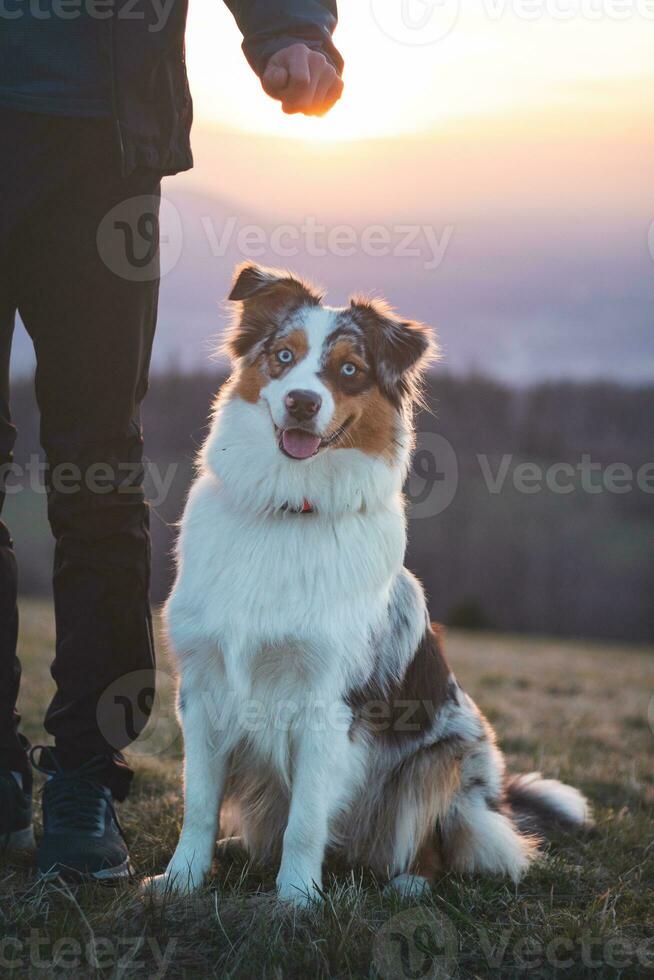 retrato do a australiano pastor cachorro com sorridente face às pôr do sol em topo do uma montanha dentro beskydy montanhas, tcheco república foto