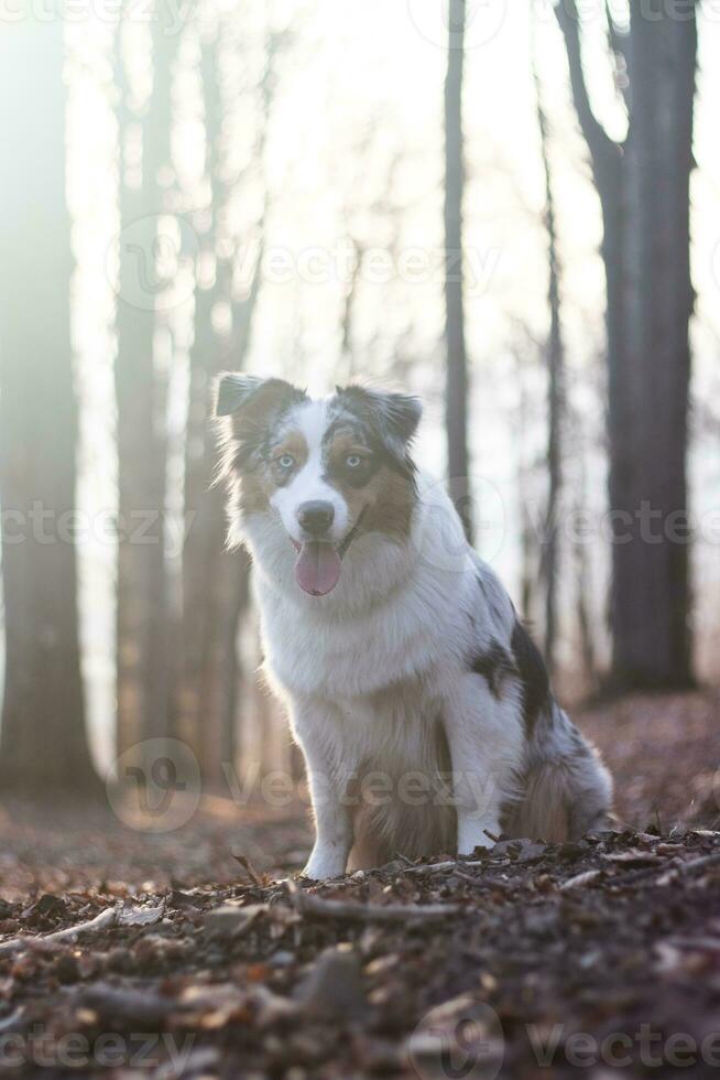 retrato do australiano pastor cachorro corrida dentro a floresta com sorridente e degola Fora língua dentro beskydy montanhas, tcheco república. alegria do movimento foto