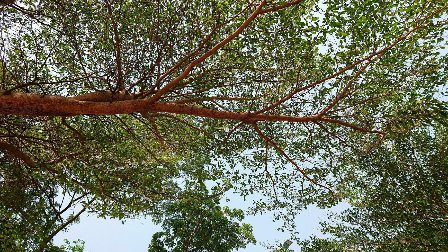 sombrio árvores em a lado do a estrada com uma Visão a partir de abaixo foto