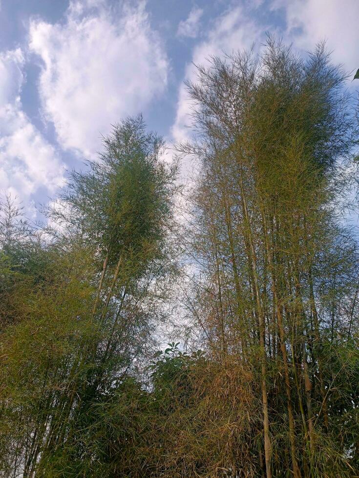 bambu árvore com céu fundo foto