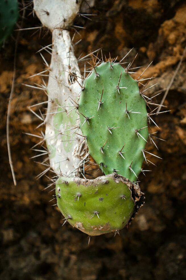 fechar acima do cacto - opuntia compressa crescendo em pedras perto a de praia foto