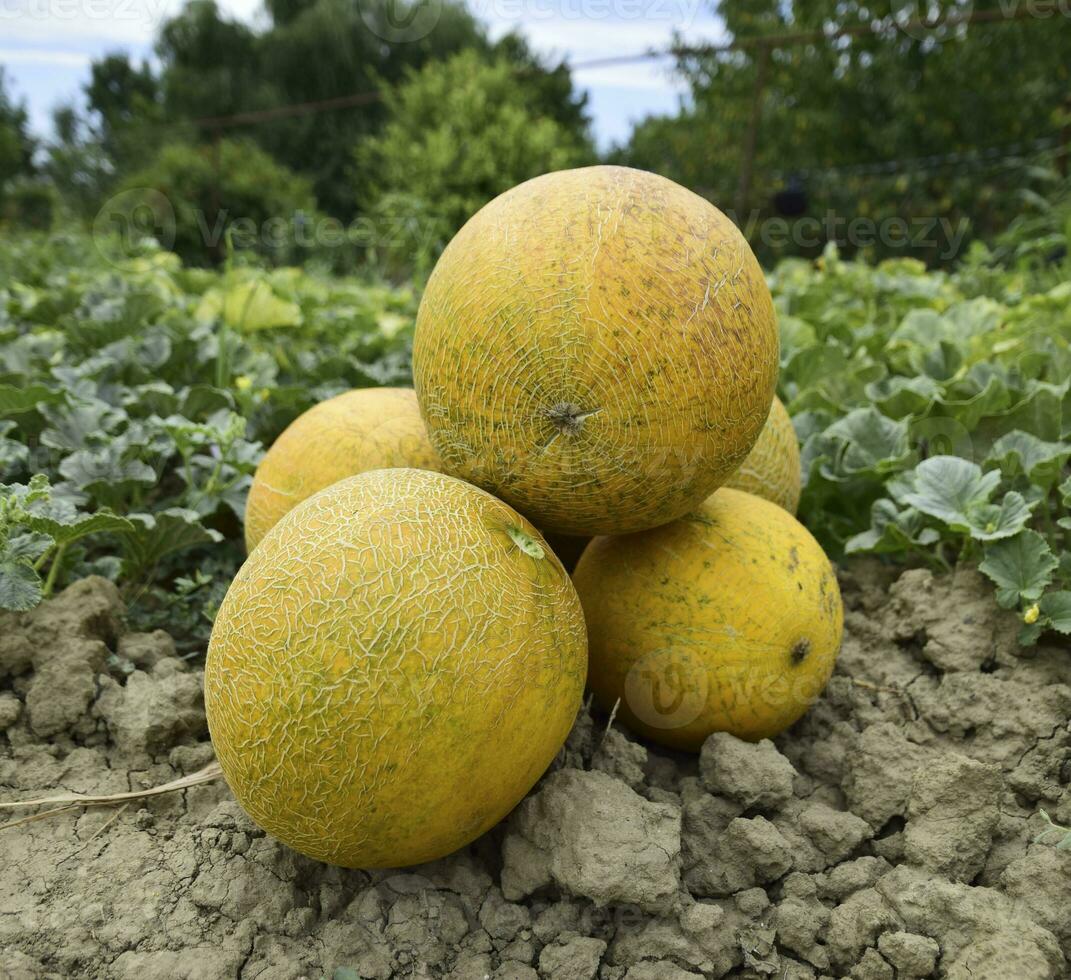 melões, arrancou a partir de a jardim, deitar juntos em a terra foto