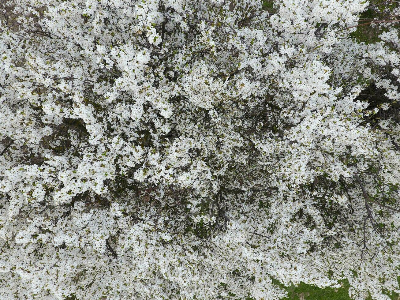 florescendo cereja ameixa. branco flores do ameixa árvores em a branche foto