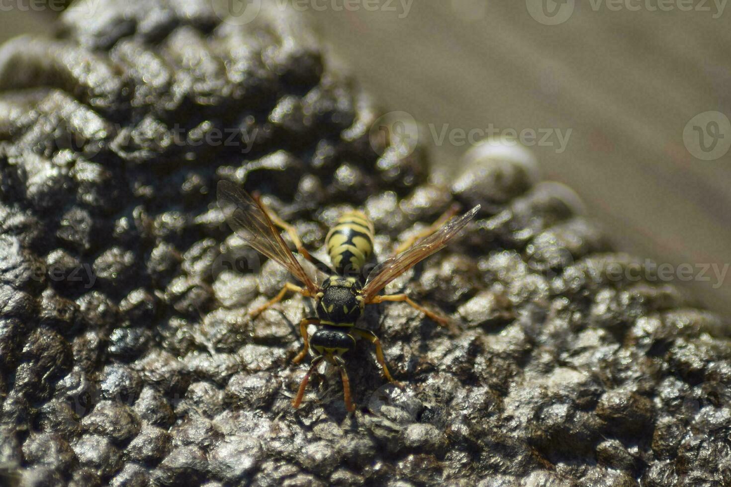 invertido vespas ninho. foto
