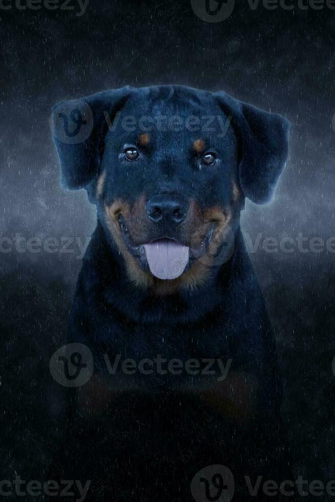 retrato do rottweiler dentro a chuvas. foto