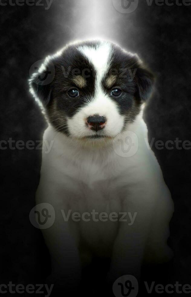 suave foco imagem do fofa cachorro sentado dentro a claro. foto