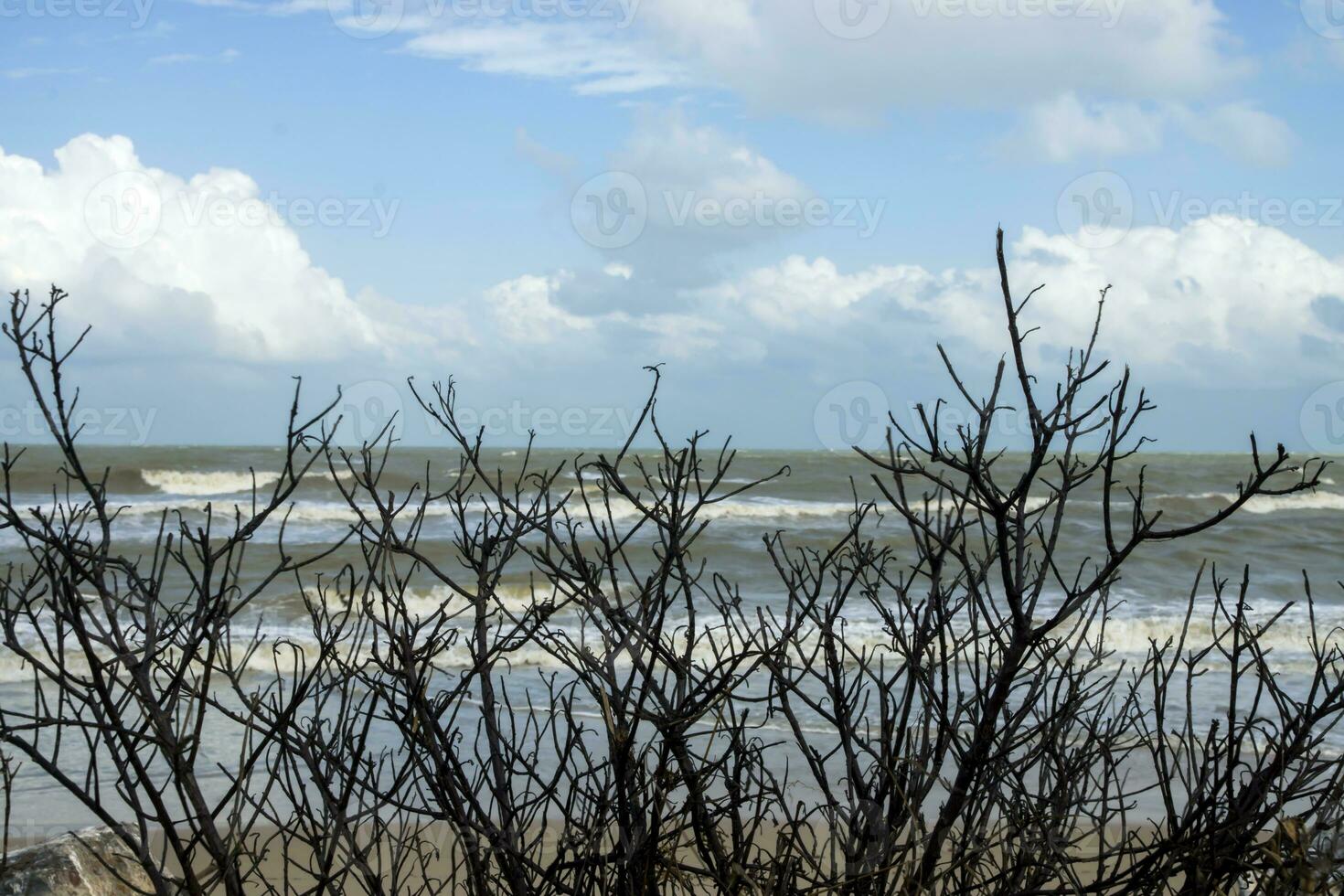 morto árvore galhos em a de praia. foto