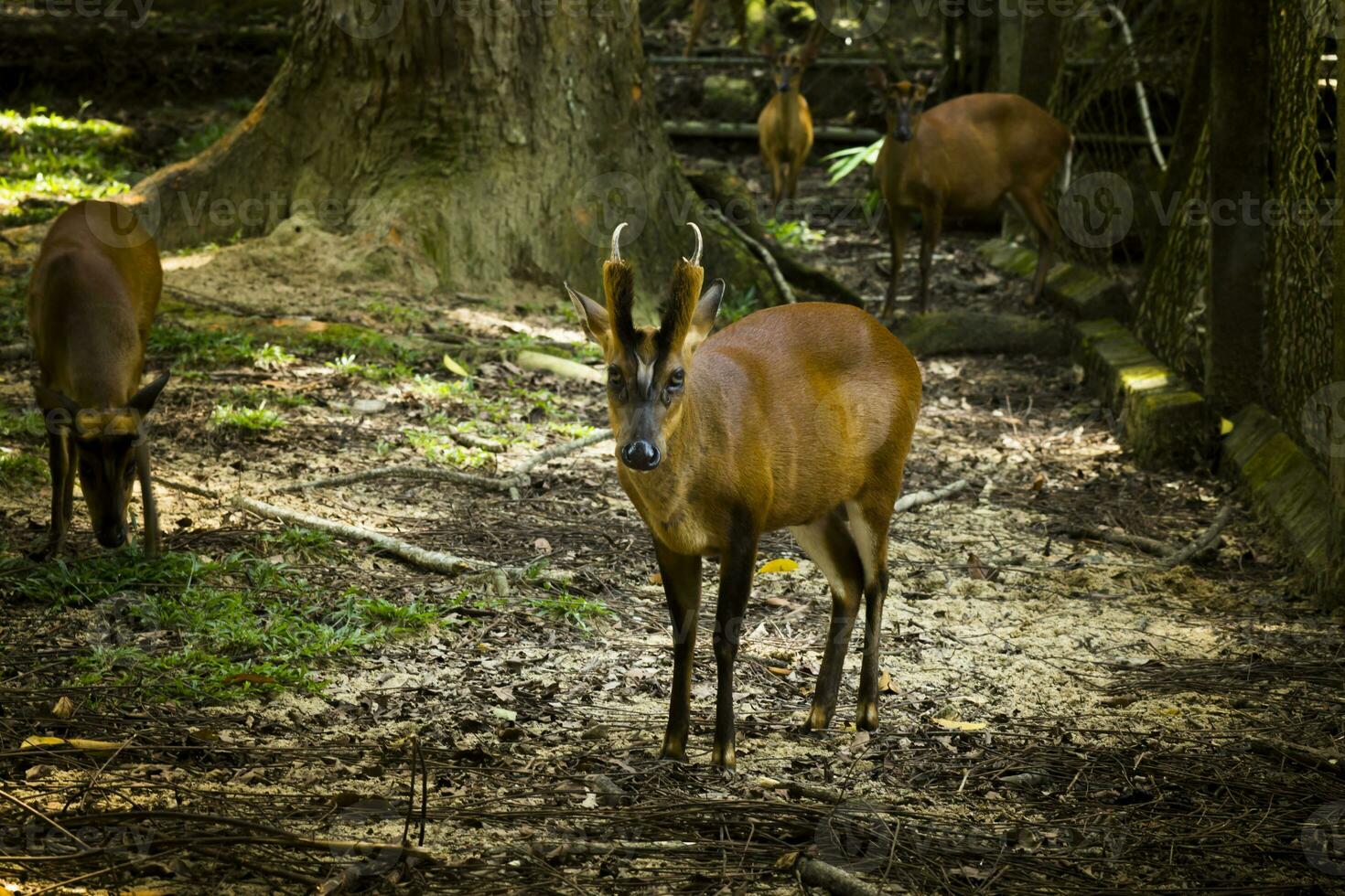 Muntiacus Muntjak ou fea Latidos cervo. foto