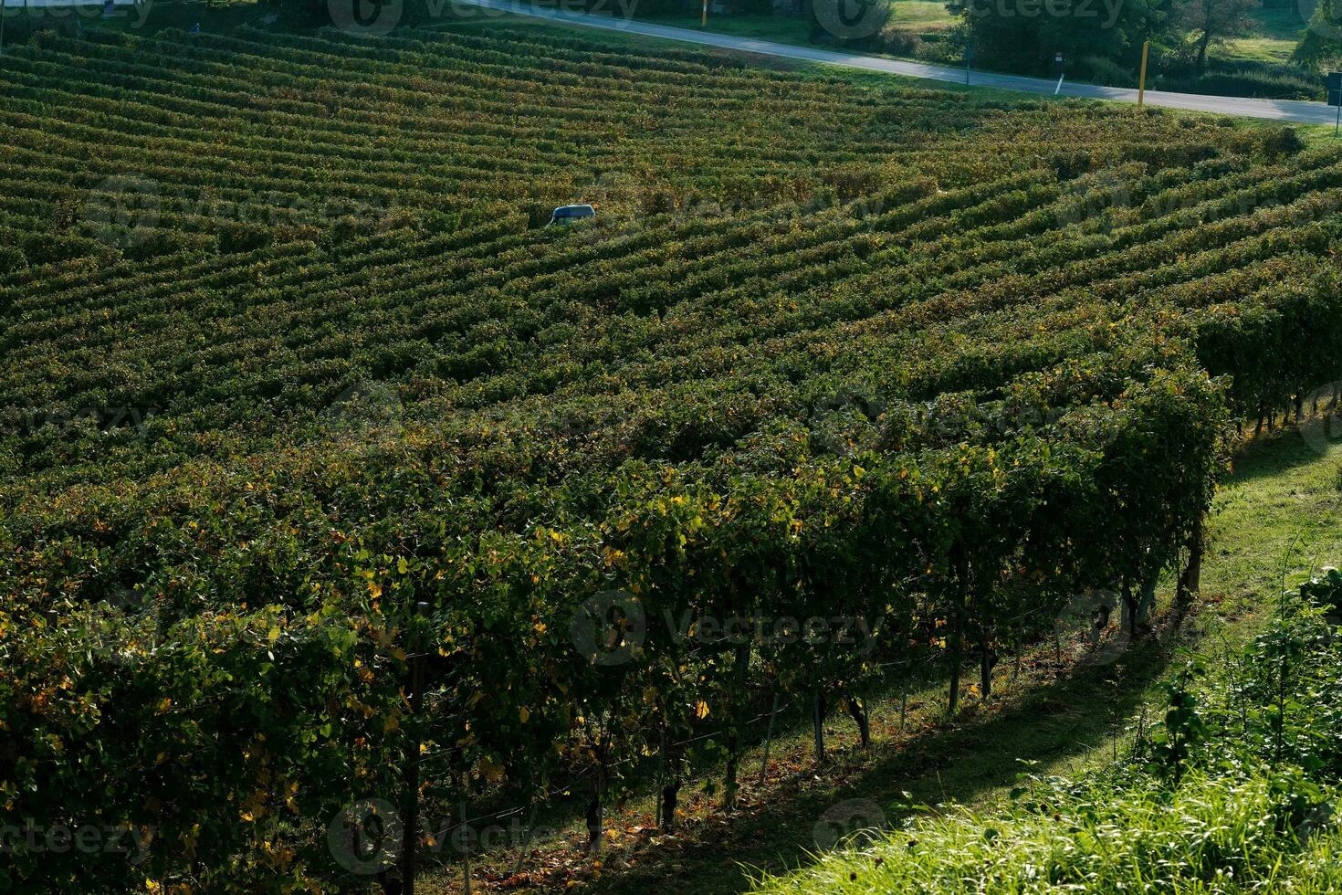 paisagens do a piemontês langhe. a vinhas do serralunga d'alba dentro a outono do 2023, imediatamente depois de a uva colheita foto