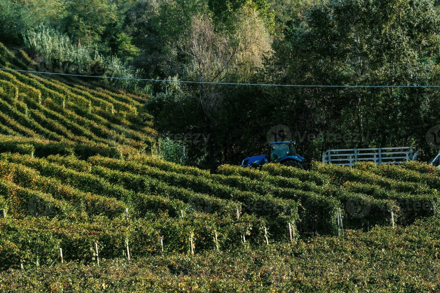 a colheita, agricultores trabalhos dentro a vinhas para colheita a uvas durante a colheita dentro a outono do 2023 foto