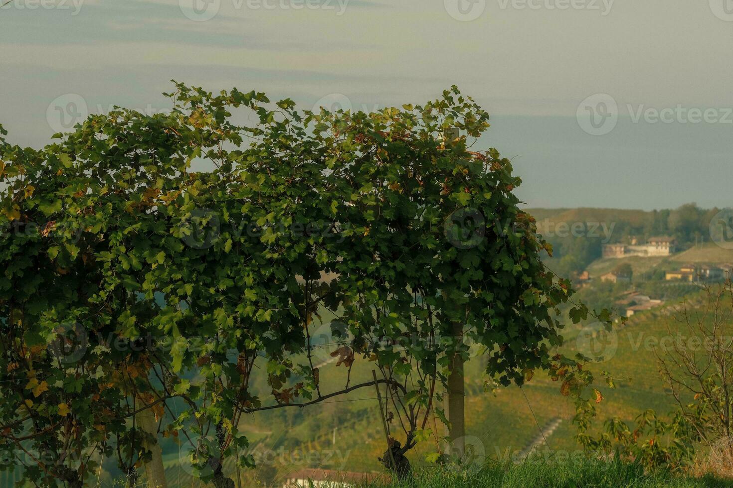 paisagens do a piemontês langhe. a vinhas do serralunga d'alba dentro a outono do 2023, imediatamente depois de a uva colheita foto